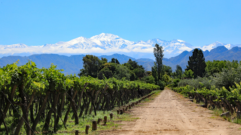 Snow capped mountains