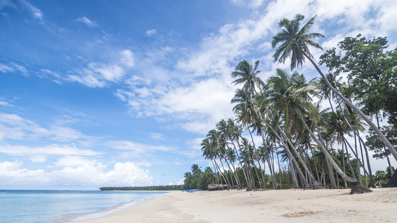 Palms and beach at Saud Beach