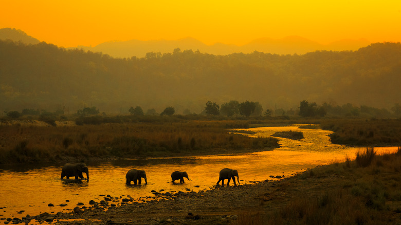 Silhouette of elephants in nature