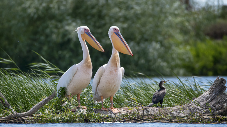 Pelicans Danube Delta Romania