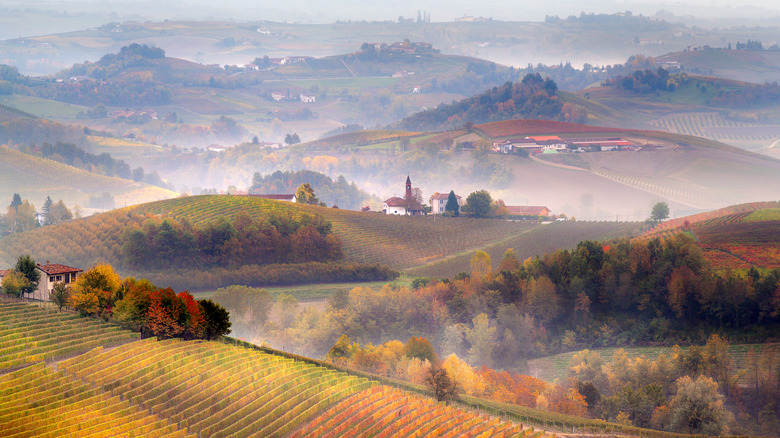 Misty hills and vineyards