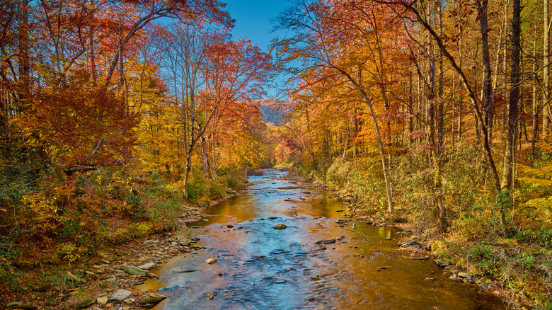 Davidson River with fall folliage