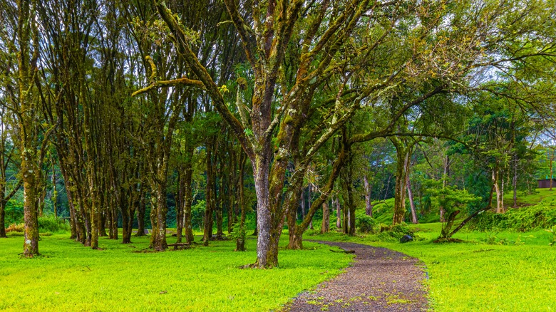 Keahua arboretum kauai hawaii