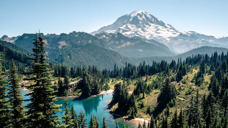 Mount Rainier towering over forest