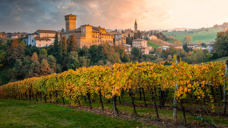 Modena, Italy hillside vineyard