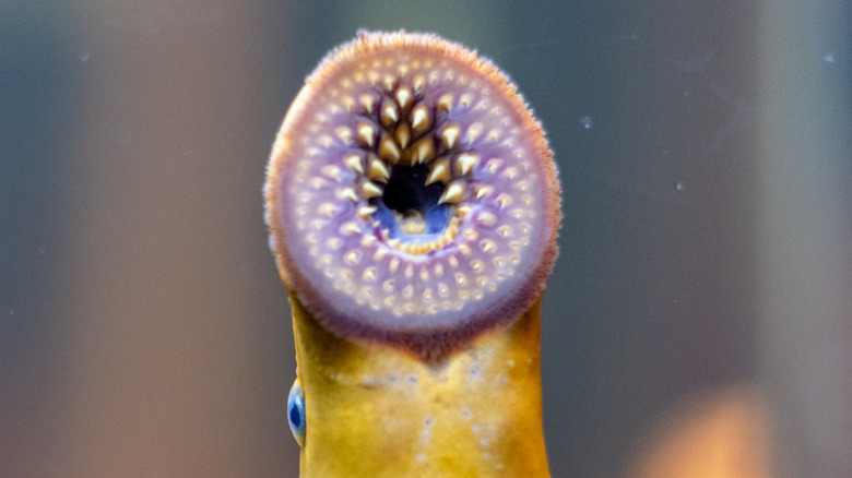 closeup of sea lamprey mouth
